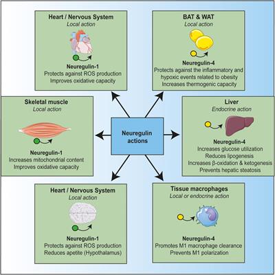 Neuregulin, an Effector on Mitochondria Metabolism That Preserves Insulin Sensitivity